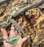 Magazoo Baby Male Bearded dragon #2