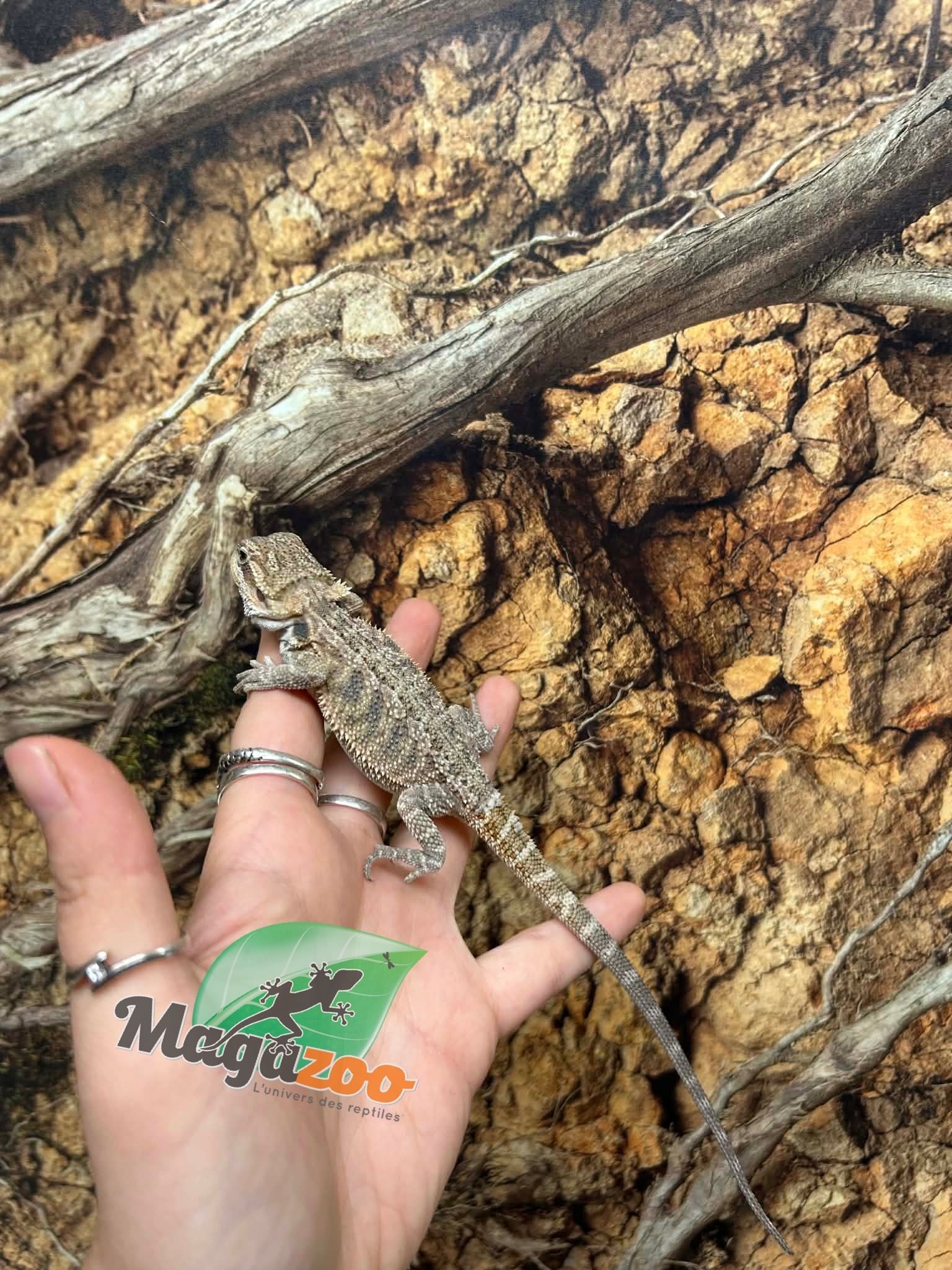 Magazoo Dragon barbu Bébé Mâle #2