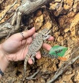 Magazoo Baby Male Bearded dragon #2