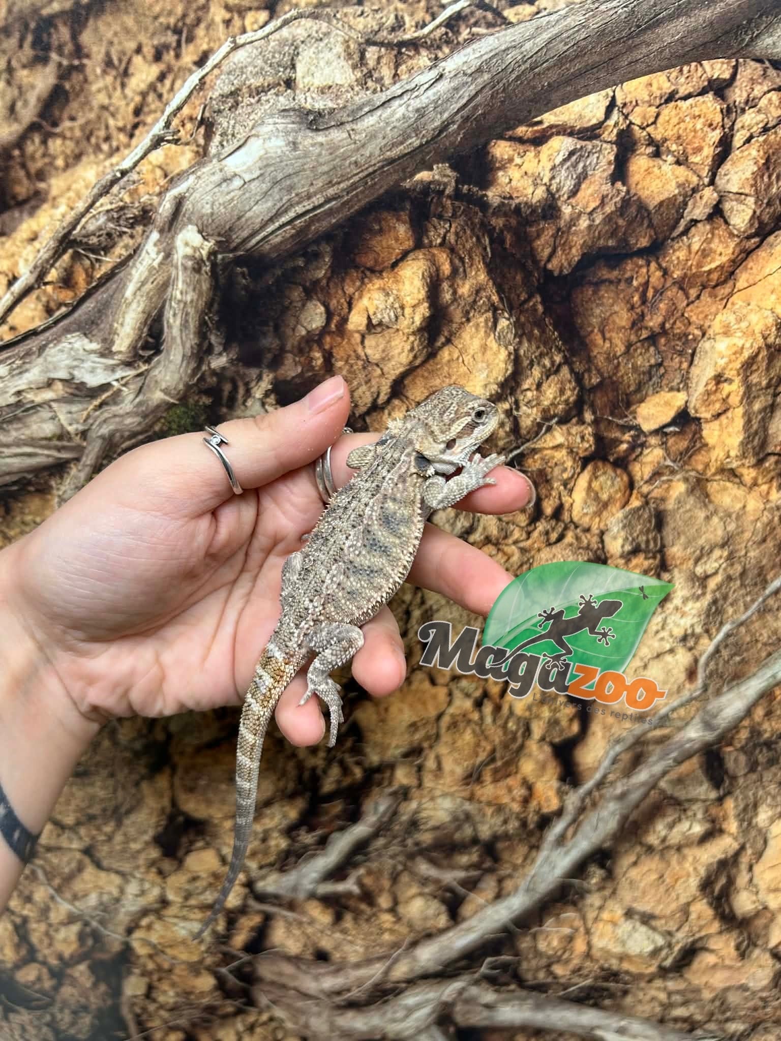 Magazoo Baby Male Bearded dragon #2