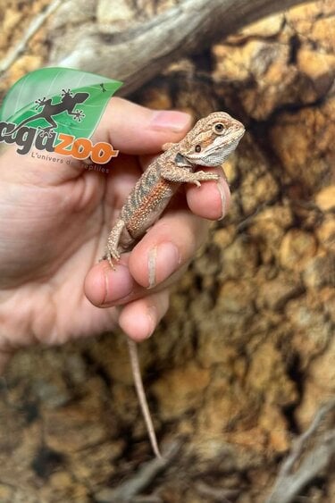 Magazoo Red Blue bar Bearded dragon #2