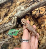 Magazoo Red Blue bar Bearded dragon #2