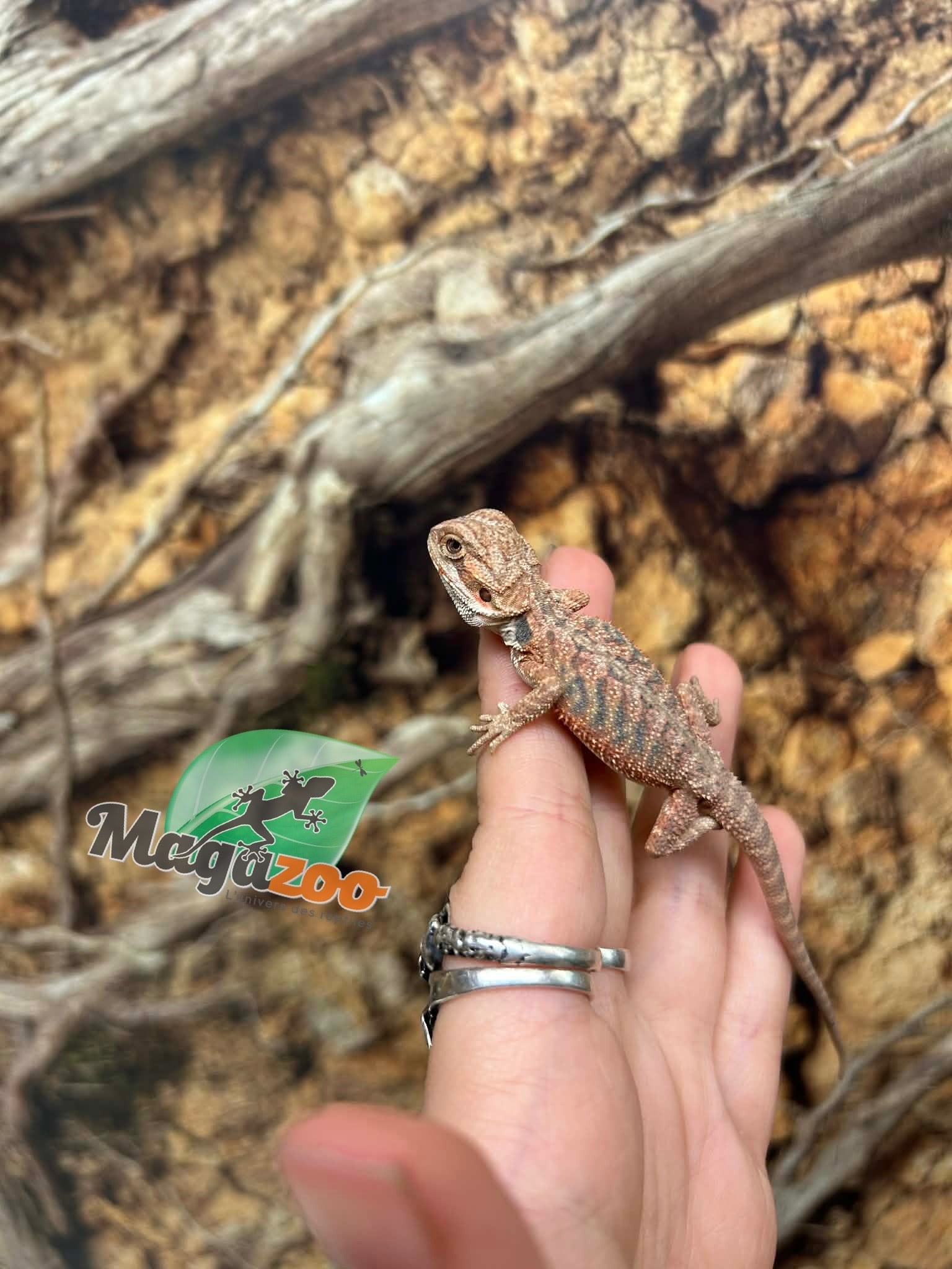Magazoo Dragon barbu Rouge Blue bar Femelle #2