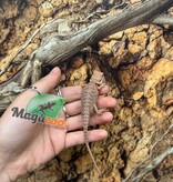 Magazoo Red Blue bar Bearded dragon #2