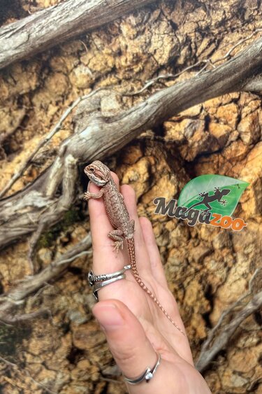 Magazoo Red Blue bar Bearded dragon #1