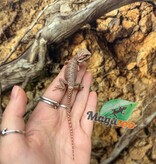 Magazoo Red Blue bar Bearded dragon #1