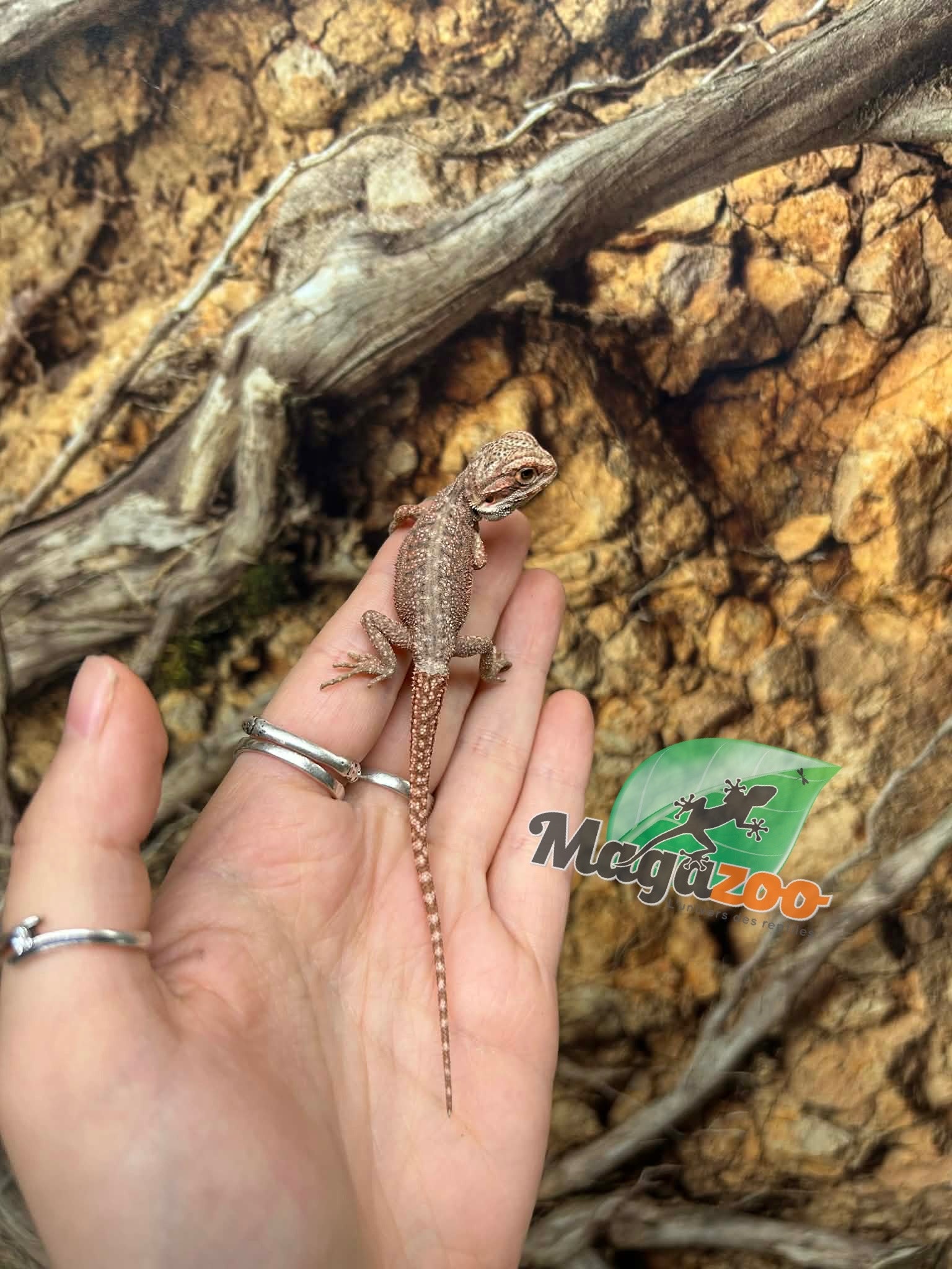 Magazoo Red Blue bar Bearded dragon #1