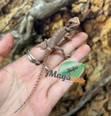 Magazoo Dragon barbu Rouge Blue Bar Dunner Femelle #1