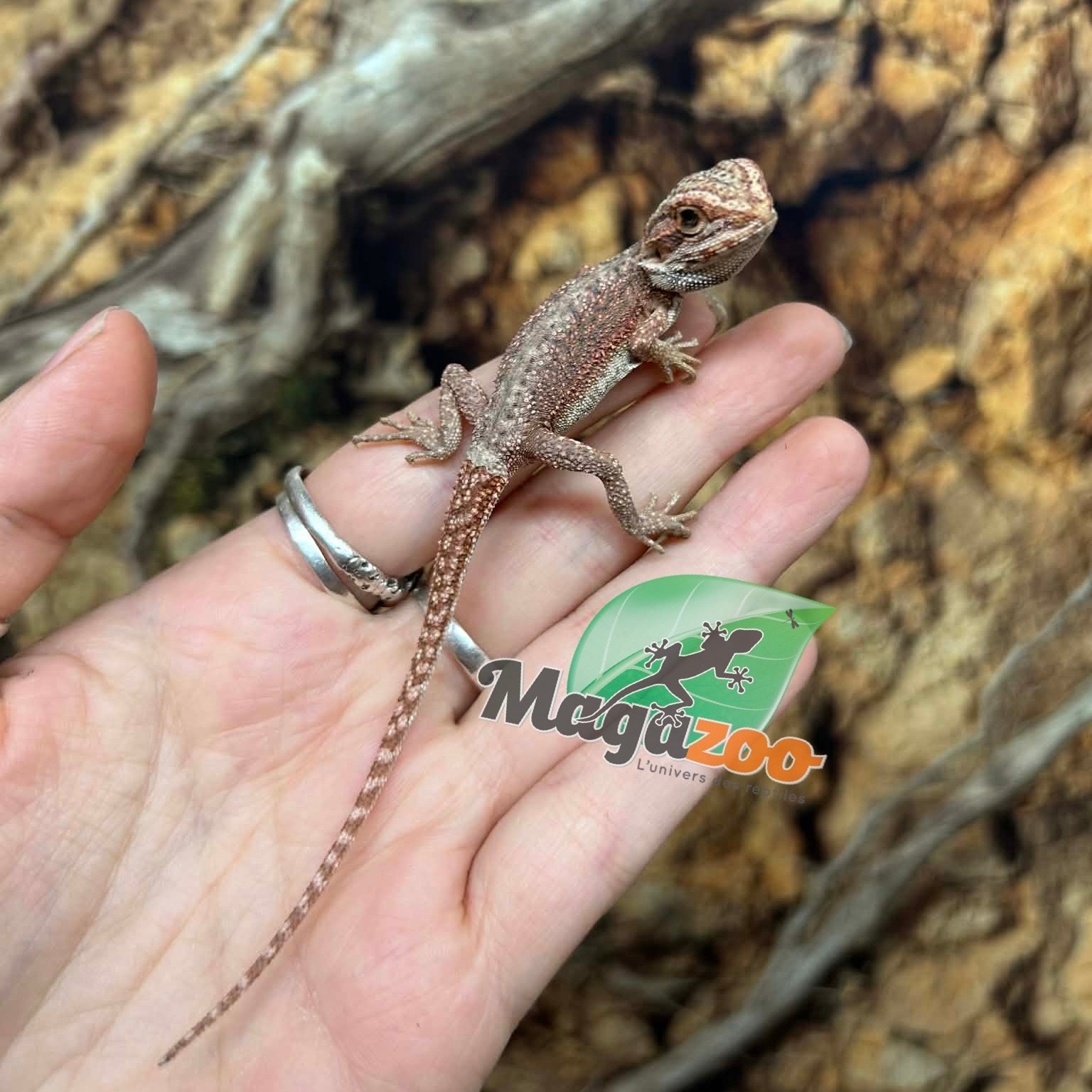 Magazoo Red Blue bar Bearded dragon #1