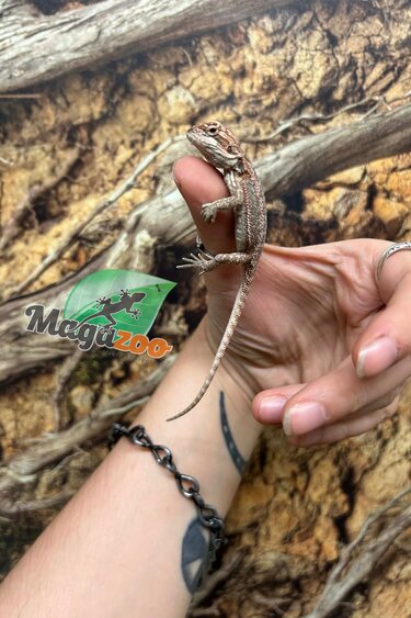 Magazoo 50% Red Monster Hypo Bearded dragon #1