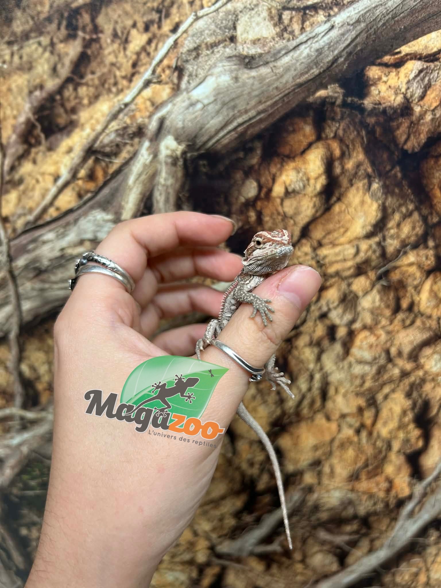 Magazoo 50% Red Monster Hypo Bearded dragon #1