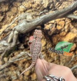 Magazoo 50% Red Monster Hypo Bearded dragon #1