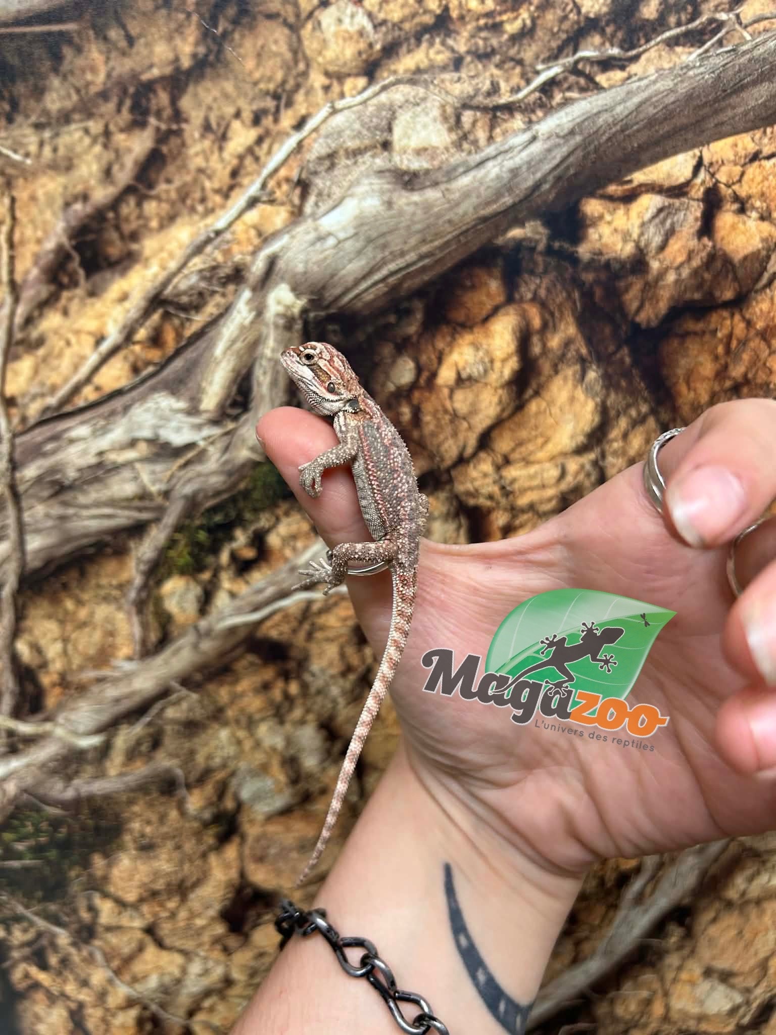 Magazoo 50% Red Monster Hypo Bearded dragon #1