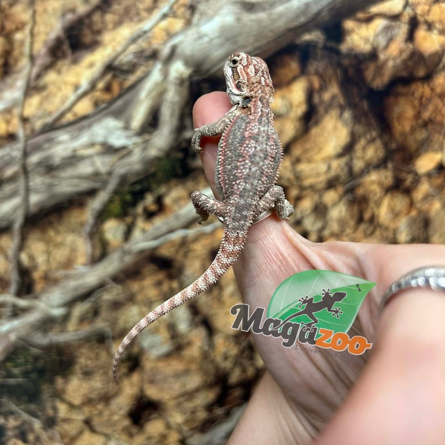 Magazoo 50% Red Monster Hypo Bearded dragon #1
