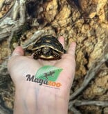 Magazoo Tortue charbonnière ''Cherry head'' (Bébé) #1