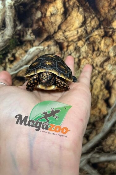 Magazoo Baby Cherry head Red-footed Tortoise #1