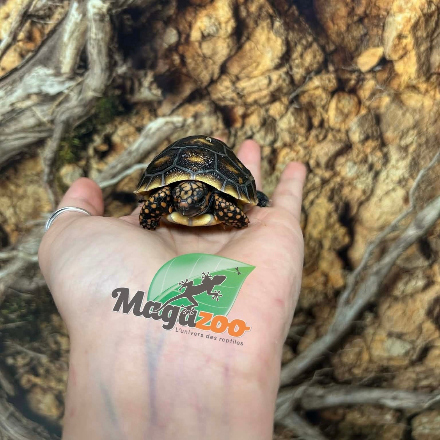 Magazoo Tortue charbonnière ''Cherry head'' (Bébé) #1