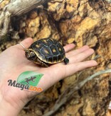 Magazoo Baby Cherry head Red-footed Tortoise #1