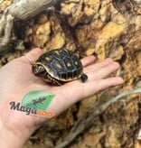 Magazoo Tortue charbonnière ''Cherry head'' (Bébé) #1