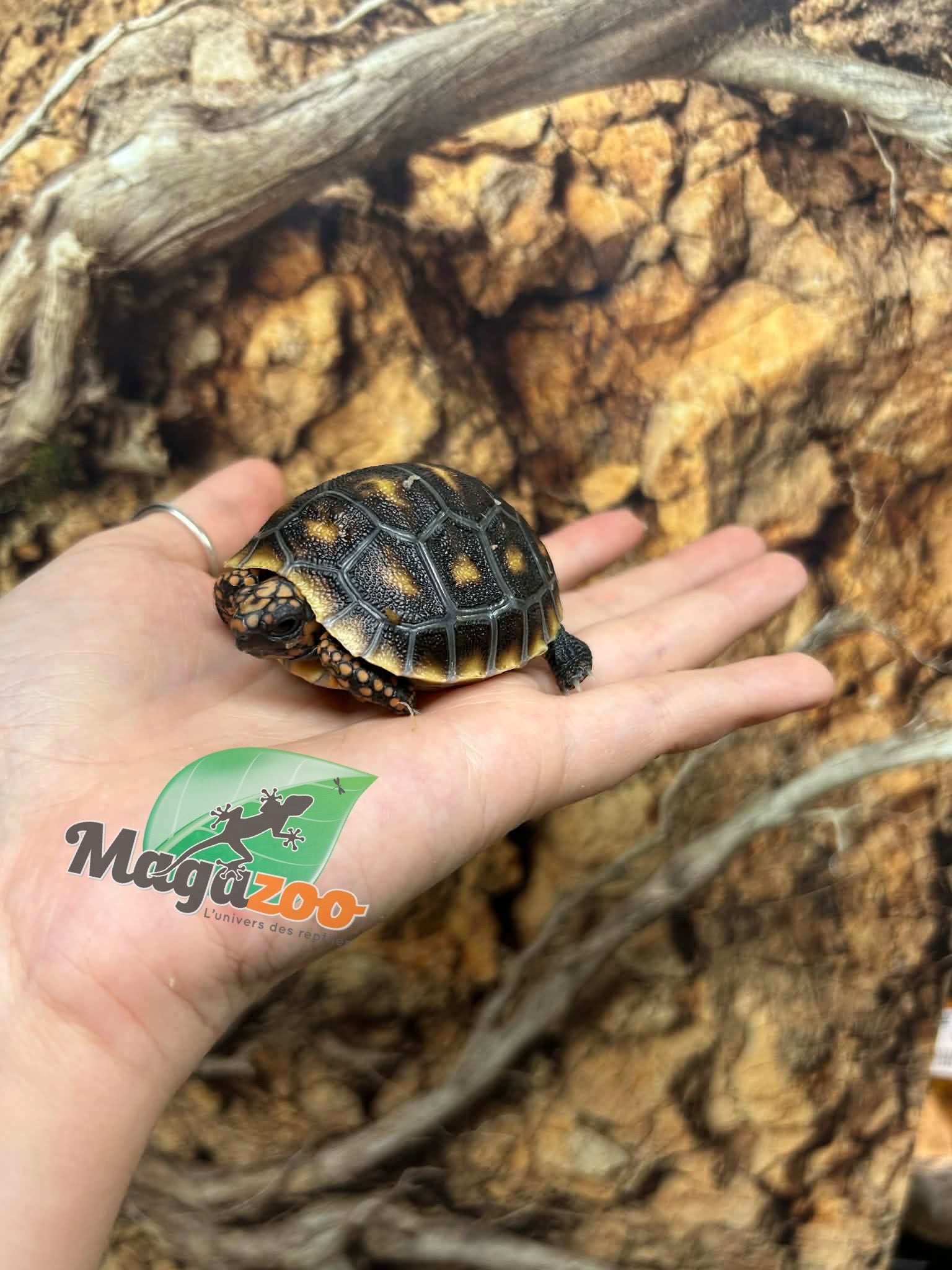 Magazoo Tortue charbonnière ''Cherry head'' (Bébé) #1