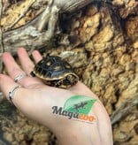 Magazoo Tortue charbonnière ''Cherry head'' (Bébé) #1