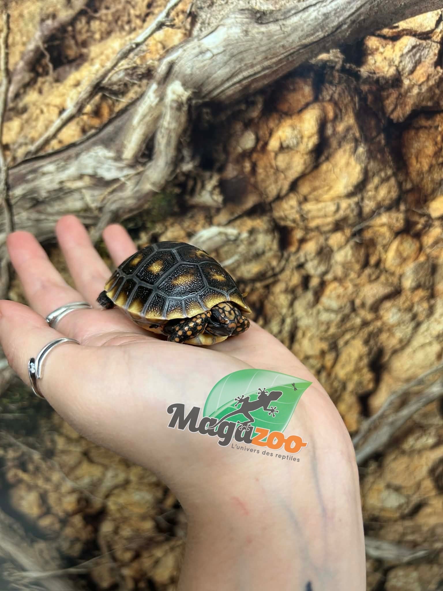 Magazoo Tortue charbonnière ''Cherry head'' (Bébé) #1
