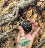 Magazoo Tortue charbonnière ''Cherry head'' (Bébé) #1