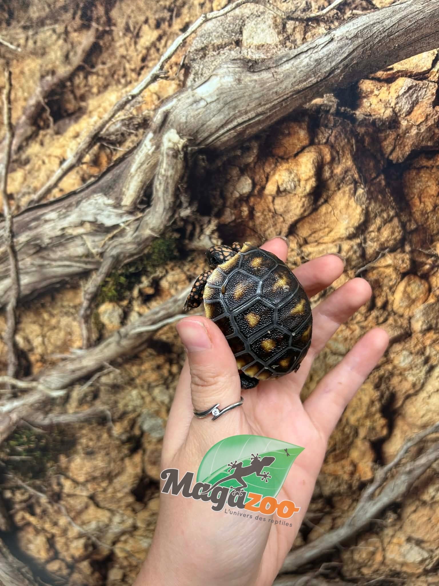 Magazoo Tortue charbonnière ''Cherry head'' (Bébé) #1