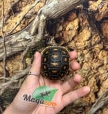 Magazoo Tortue charbonnière ''Cherry head'' (Bébé) #1