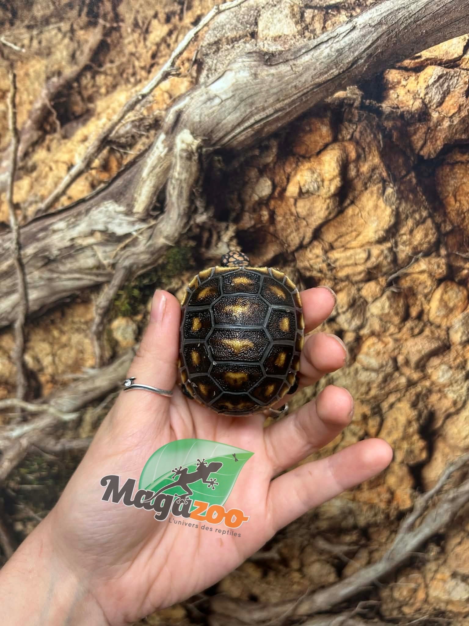 Magazoo Tortue charbonnière ''Cherry head'' (Bébé) #1