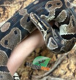 Magazoo Adult Regular Ball python 10 years old / 2nd chance - Adoption