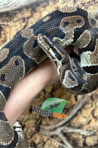 Magazoo Adult Regular Ball python 10 years old / 2nd chance - Adoption