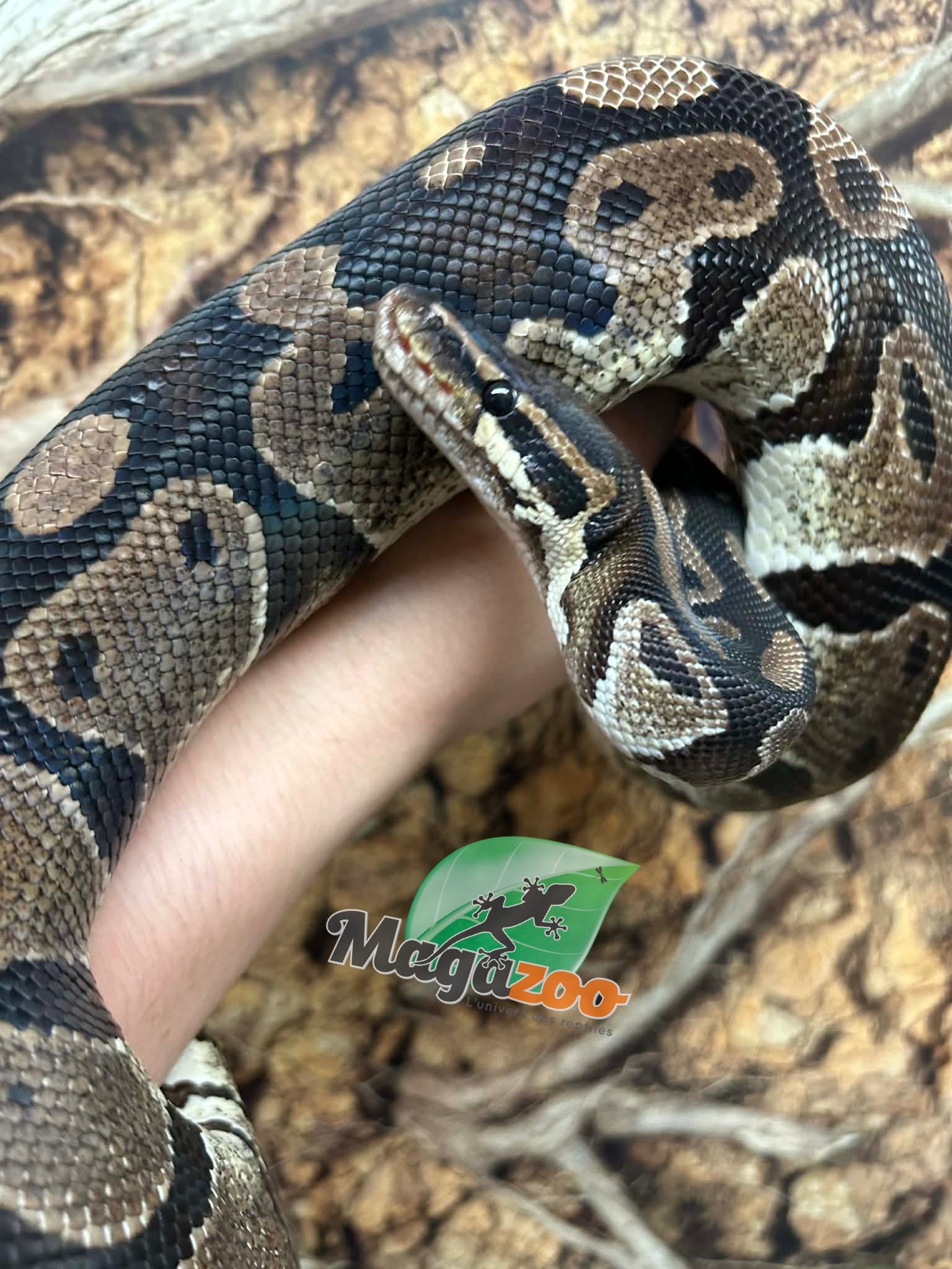 Magazoo Adult Regular Ball python 10 years old / 2nd chance - Adoption