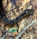 Magazoo Python royal régulier Adulte 10 ans / Adoption - 2ième chance