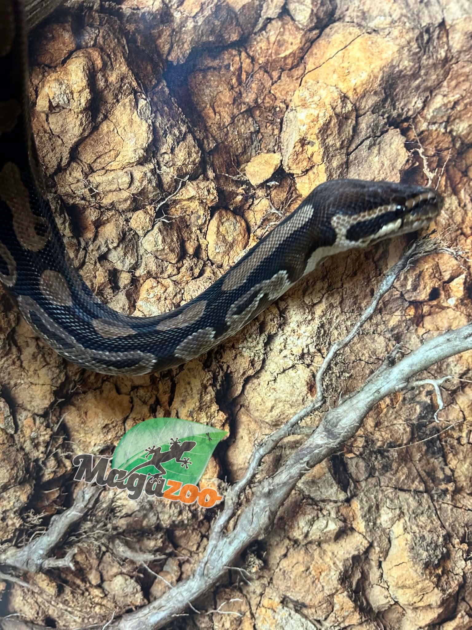 Magazoo Python royal régulier Adulte 10 ans / Adoption - 2ième chance