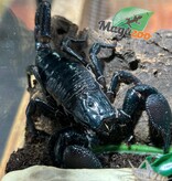 Magazoo Scorpion empereur Femelle Sub-adulte