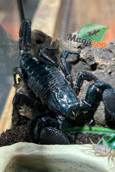 Magazoo Scorpion empereur Femelle Sub-adulte