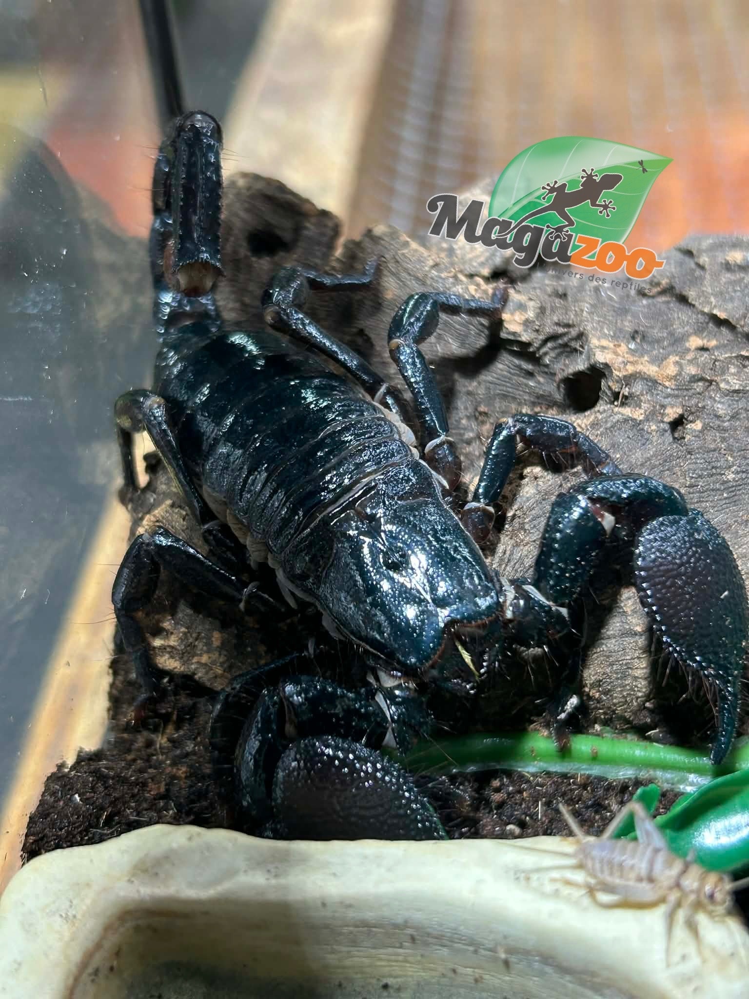 Magazoo Scorpion empereur Femelle Sub-adulte