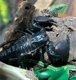 Magazoo Scorpion empereur Femelle Sub-adulte