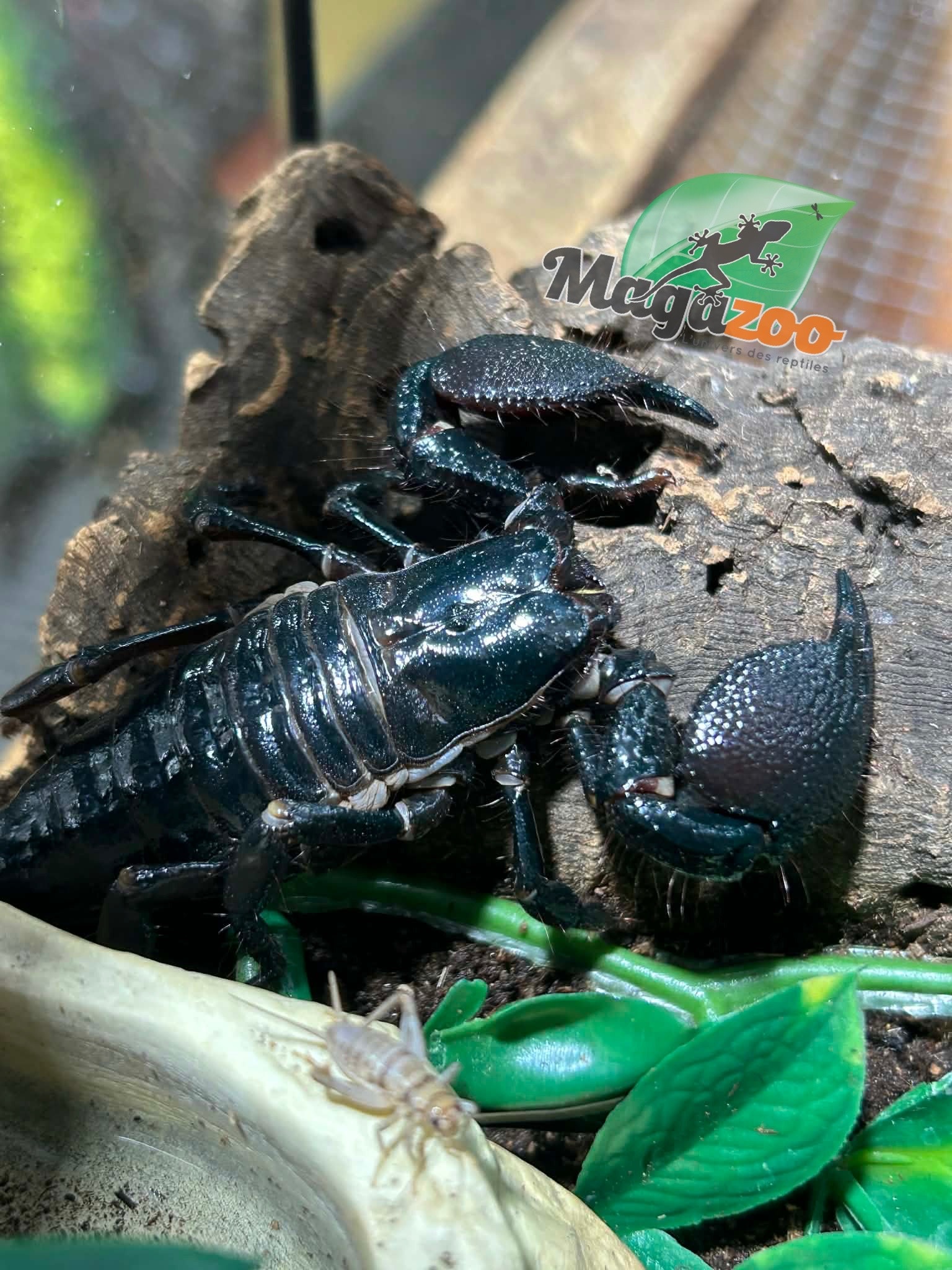Magazoo Scorpion empereur Femelle Sub-adulte