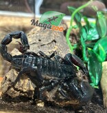 Magazoo Scorpion empereur Femelle Sub-adulte