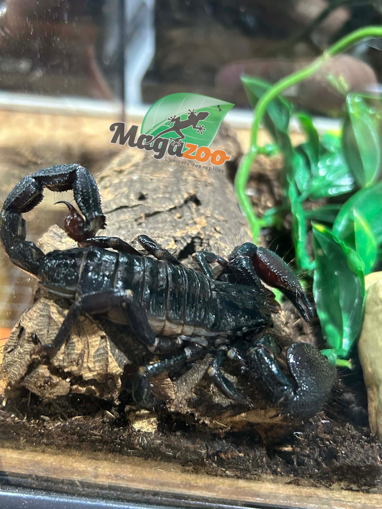 Magazoo Scorpion empereur Femelle Sub-adulte