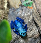 Magazoo Baby Blue poison Dart frog 'Azureus' CB