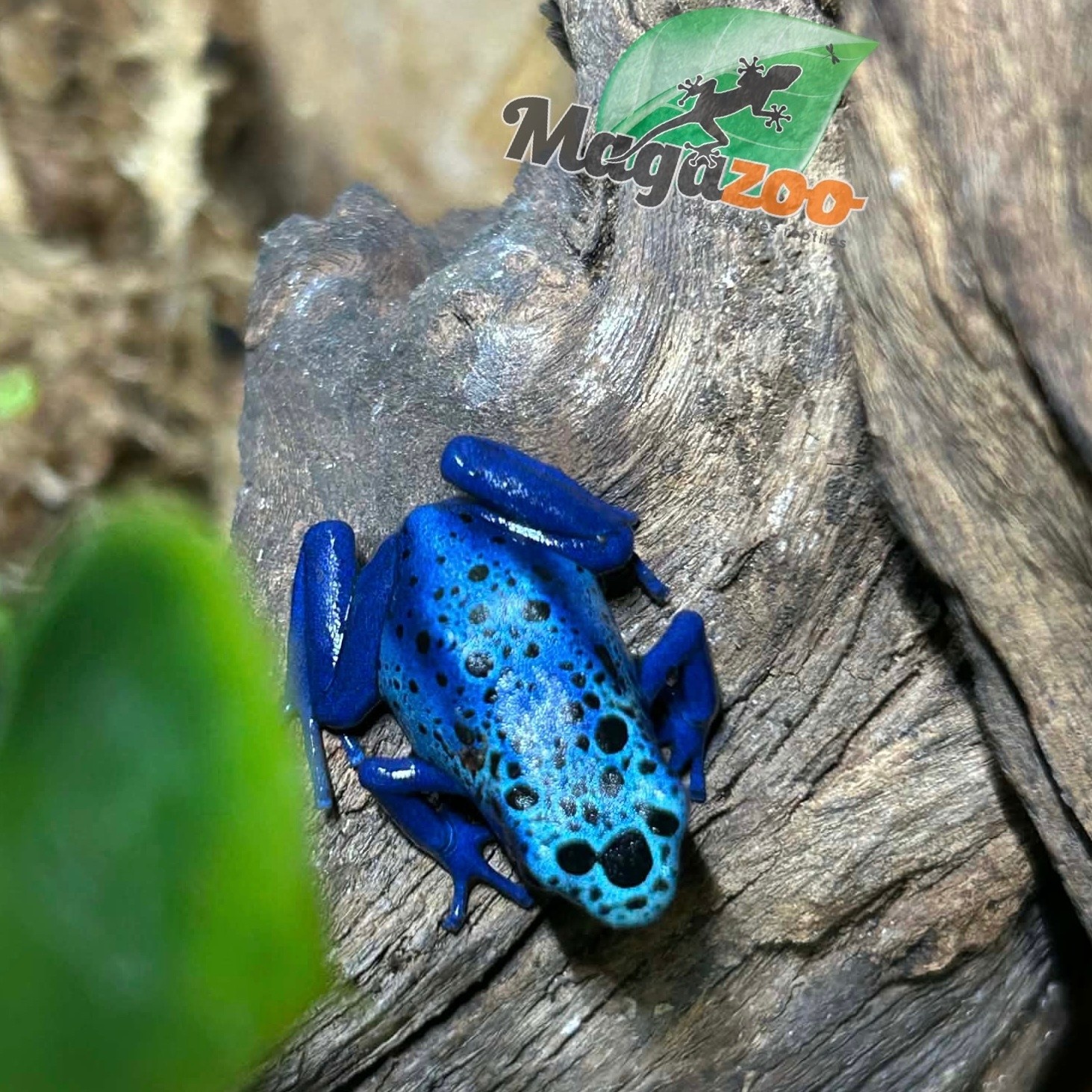 Magazoo Baby Blue poison Dart frog 'Azureus' CB