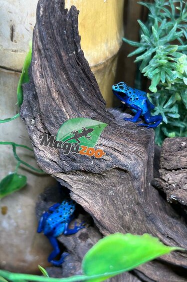 Magazoo Baby Blue poison Dart frog 'Azureus' CB