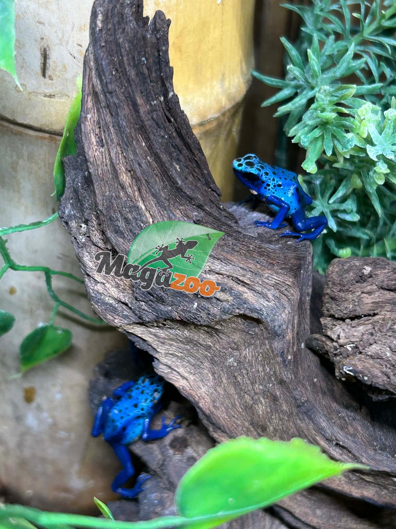 Magazoo Baby Blue poison Dart frog 'Azureus' CB