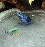 Magazoo Grenouilles Dendrobates 'Azureus' Bébé CB