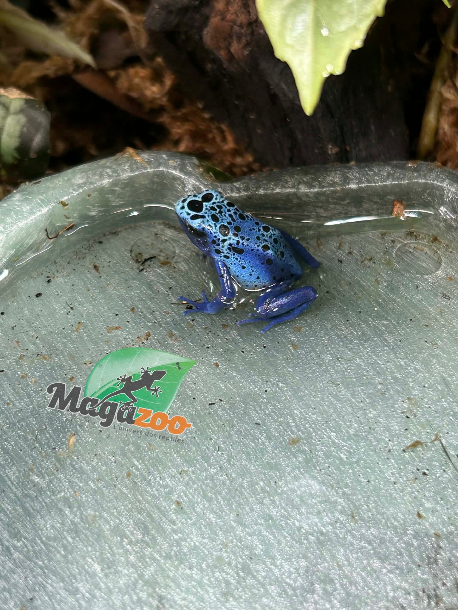 Magazoo Grenouilles Dendrobates 'Azureus' Bébé CB
