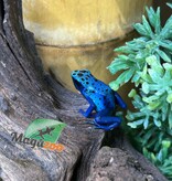 Magazoo Baby Blue poison Dart frog 'Azureus' CB