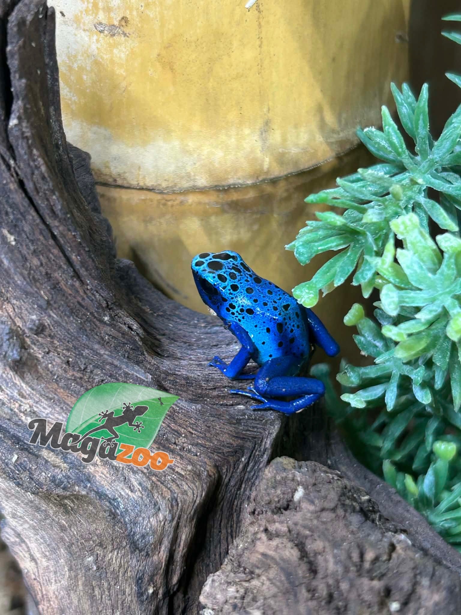 Magazoo Grenouilles Dendrobates 'Azureus' Bébé CB